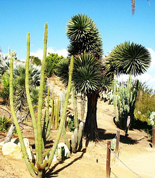 圣地亚哥热带沙漠植物