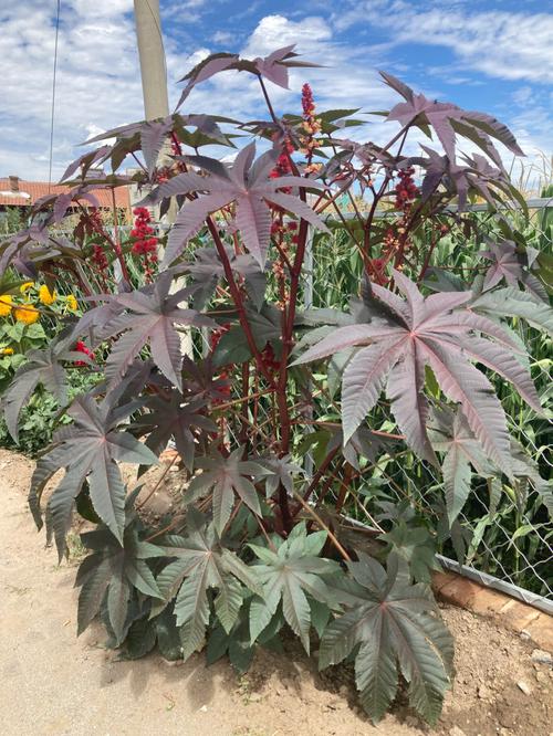 大戟科蓖麻属可以提取蓖麻油植株很高大花也很特别植物记录