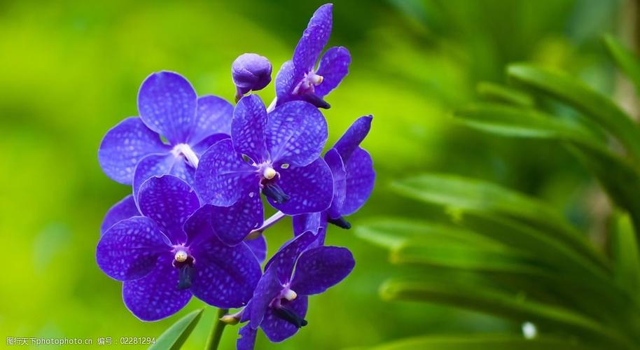 位图植物花朵写实花卉紫罗兰免费素材图片