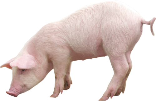 美食家畜猪猪肉动物小猪透明背景png图片