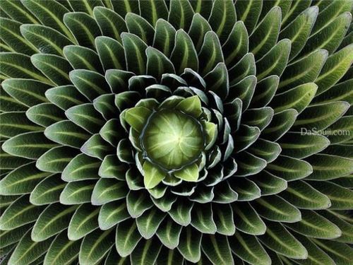 花向日葵大丽花非洲菊我们今天就为大家分享一组完美的几何对称植物