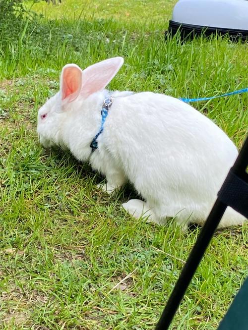 大白兔白又白两只耳朵好可爱