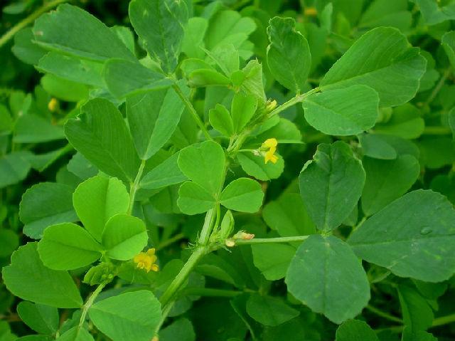 p苜蓿草拉丁学名lotuscorniculatusl是苜蓿属medicago植物的