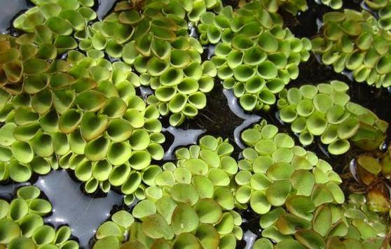 四种浮萍植物好养好看颜值赞在水面上能长疯