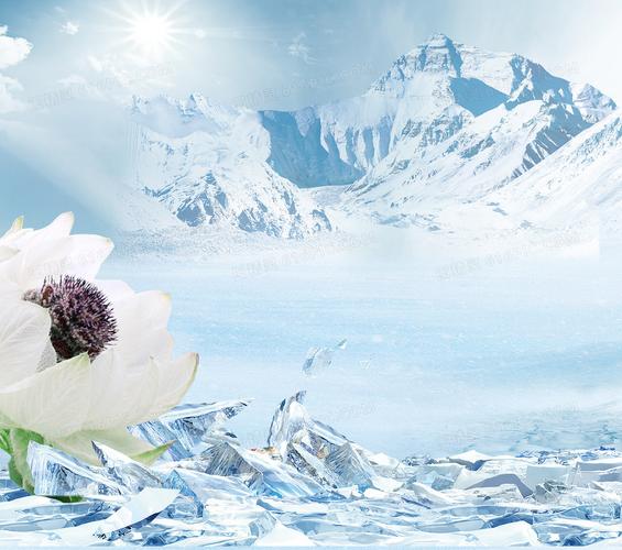 冰山上的雪莲花