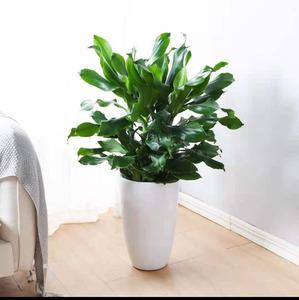 长沙螺纹铁盆栽室内客厅办公室植物吸甲醛净化空气绿植同城配送