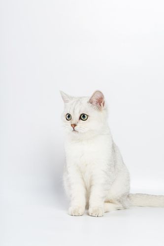 宠物猫美短幼猫白底摄影