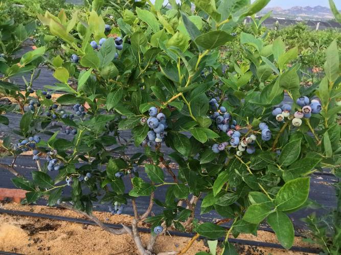 基地直供蓝莓只发当天鲜果专业种植技术口感质量过硬
