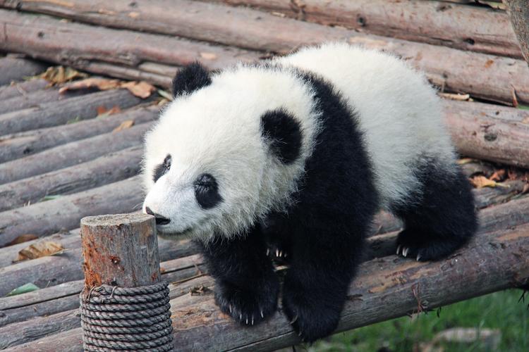 可爱无敌大熊猫图片野生动物熊猫