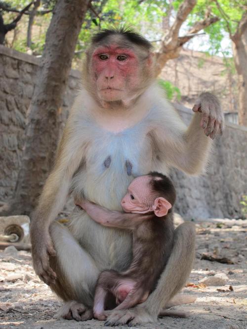 恒河猕猴猴子印度哺乳动物自然动物