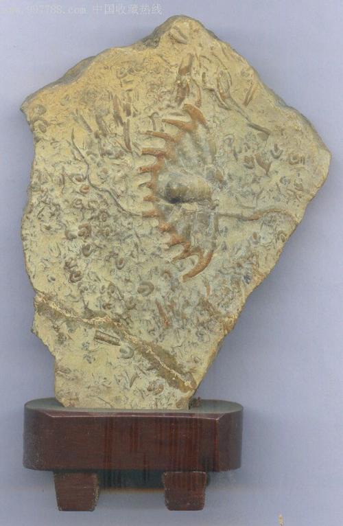 三叶虫化石给朋友留的动植物化石第1张