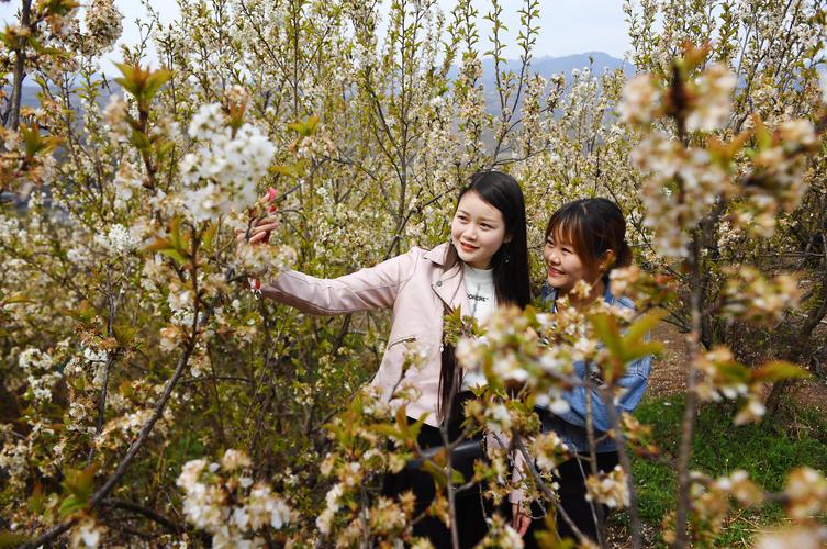 游客在陕西汉中西乡县樱桃沟内赏花3月14日摄.