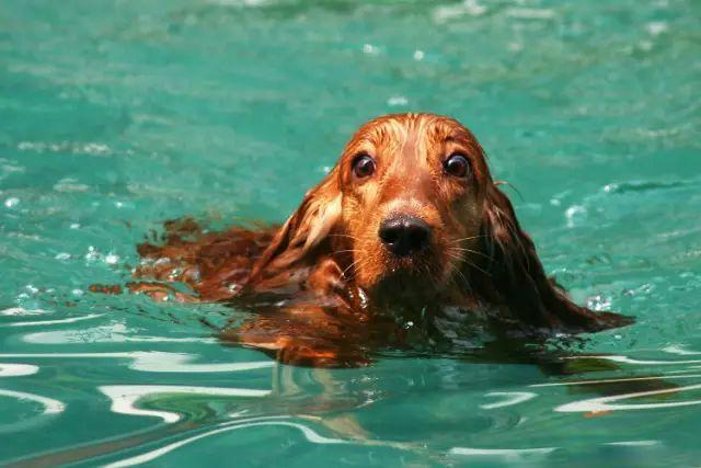 5游泳需要消耗大量体力狗狗回家后就不会过动.