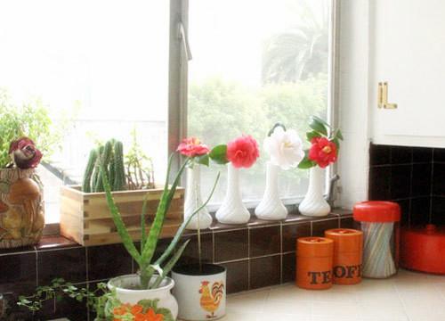 厨房花卉植物的养殖