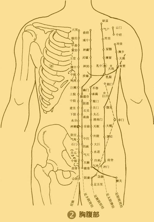人体结构经络穴位部位细节