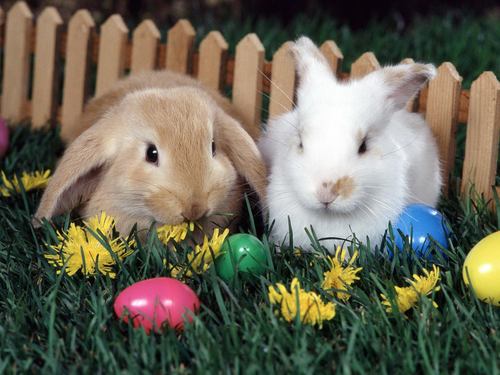 宠物兔子的可爱有趣图片动物合集