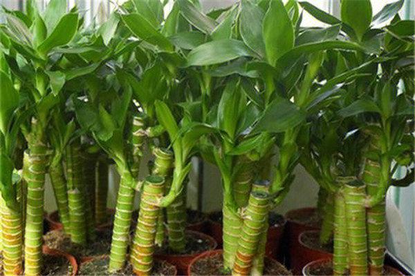 一富贵竹的栽培方式富贵竹作为室内观叶植物其栽培方式有3种1土