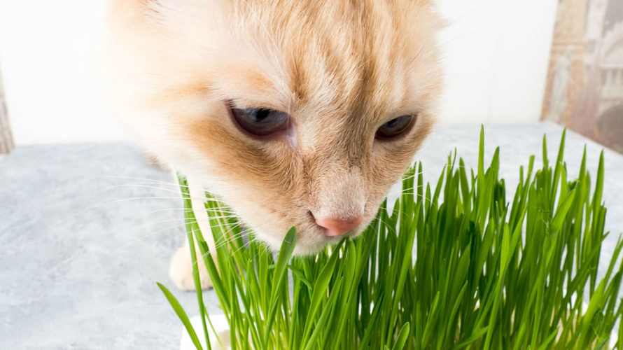 猫为什么要吃草看完这篇文章你就清楚了