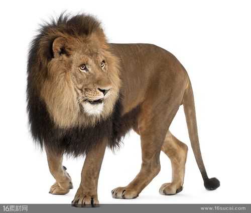 狮子雄狮大狮子动物食肉动物自然界生物动物摄影高清图片