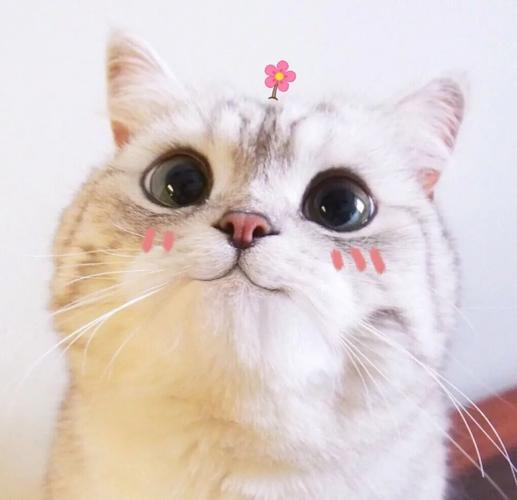 微信头像超可爱的猫咪头像图片