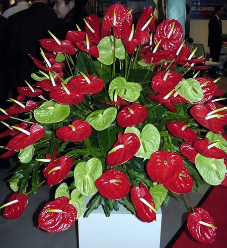 p年宵花卉是指春节前到元宵节这一段时间销售的各种花卉.