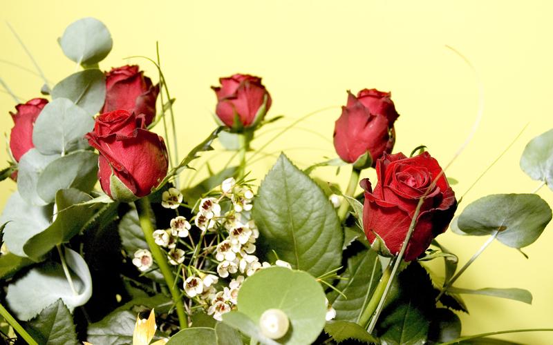 优雅的玫瑰花图片花的特写鲜花花朵玫瑰