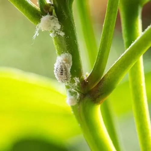 快速摆脱粉蚧虫几个小技巧为啥家里的盆栽植物容易长粉蚧