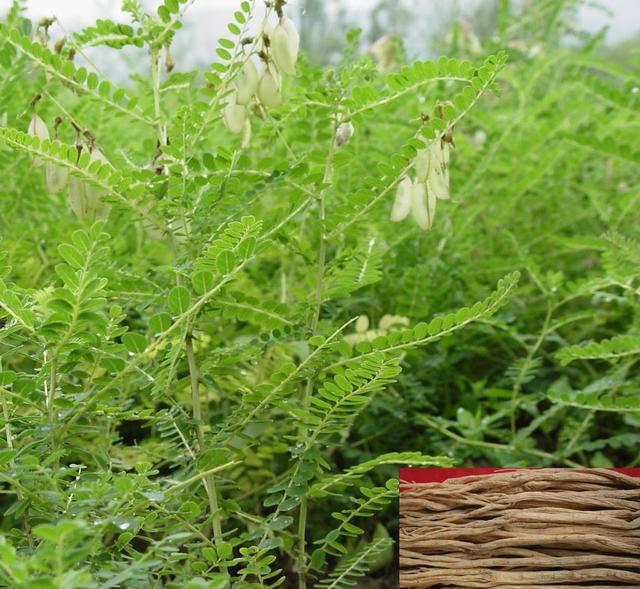 黄芪和农村的野刺蒺藜是一种植物吗