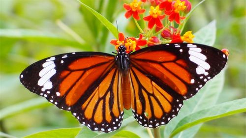 花朵上的虎斑蝶图片高清电脑桌面壁纸宽屏下载动物壁纸大自然蝴蝶