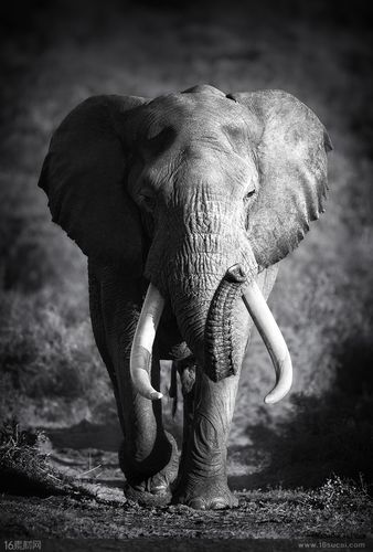 关键词大象黑白写真创意写真唯美户外景色自然美景野生动物动物世界