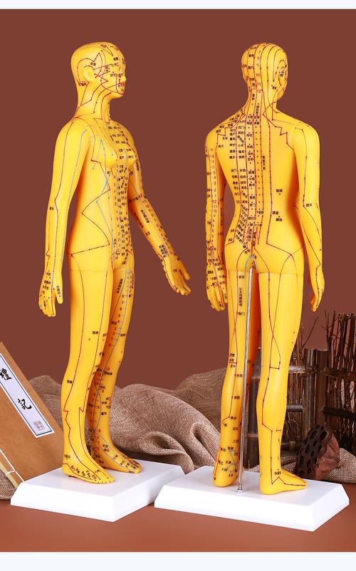 中医学生针灸人体穴位练手教学穴位男女模型可扎针灸模型53cm