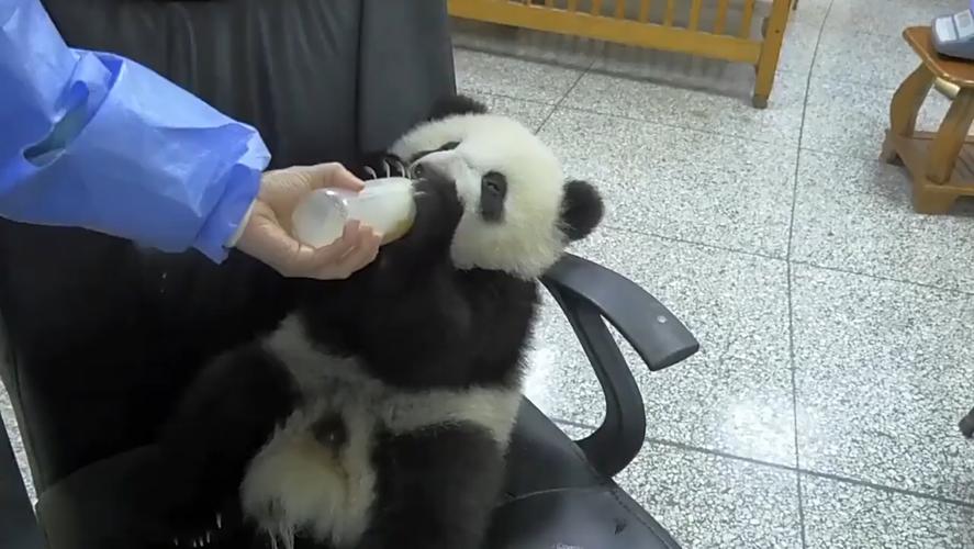 小熊猫抱着奶瓶喝奶