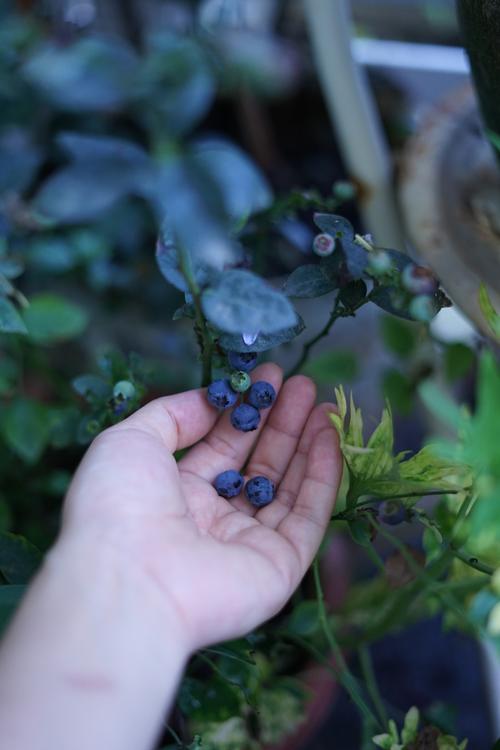 紫蓝昨日那抹紫蓝色等待多时的蓝莓果熟可爱的果子有些微酸蓝莓的