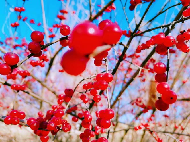 北京园林中的红娘子诗贤冬季摄忍冬