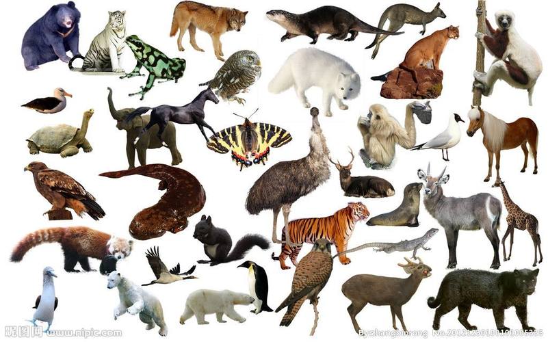 p动物animal是生物的一个种类.