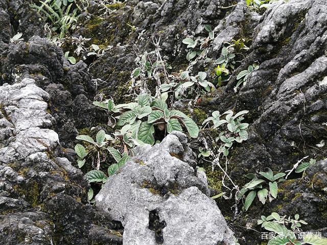 石上莲也叫做深山不出头它主要生长在我国的南部山区一般都生长