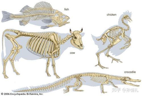 脊椎动物看起来类似的骨架骨骼内部的微结构大不相同