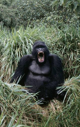 动物愤怒摄影恼怒热带气候愤慨怒气气愤发怒怒火大猩猩猿
