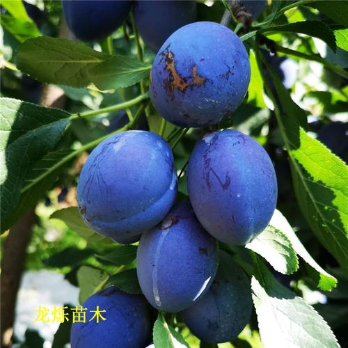 西梅蓝莓3公分李子苗如何提升果实品质
