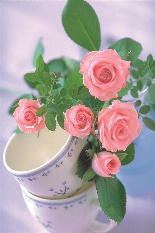 单支粉红色玫瑰花图片