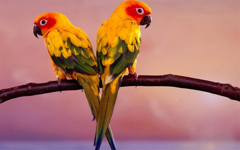 清新大自然美丽可爱鸟类动物高清桌面壁纸下载2