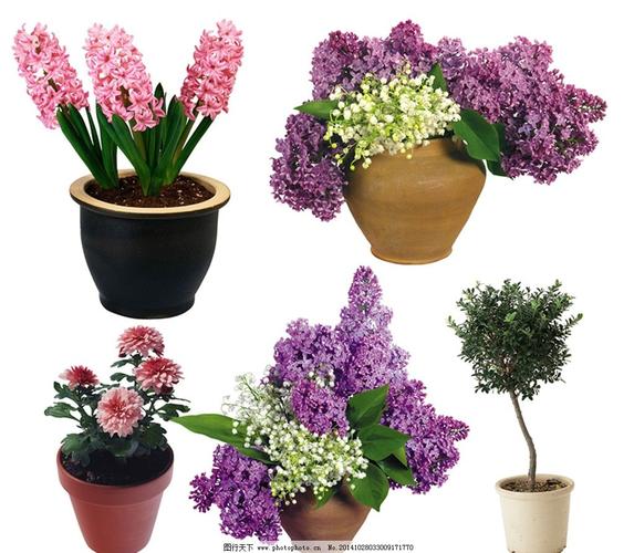 其他花草盆栽素材粉红风信子紫色风信子粉红大丽花绿色观赏植物