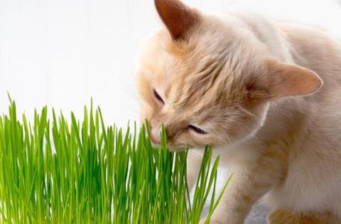 许多猫咪很喜欢吃猫咪薄荷草这种薄荷类的植物内含猫薄荷内酯会让约