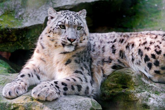 稀有野生动物雪豹高清图片