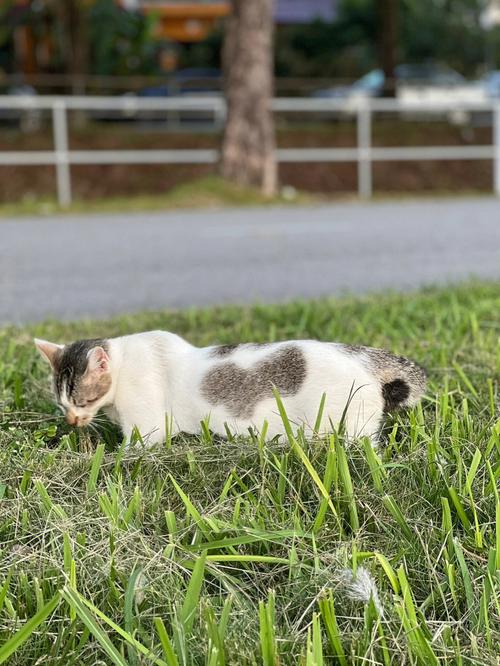 奶牛猫吃草
