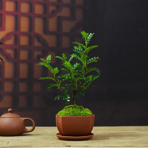 中式盆栽造型盆景胡椒木清清香木复古办公桌茶几绿植