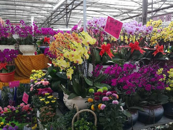 二0二一年二月二十日与王华逛陈寨花卉市场