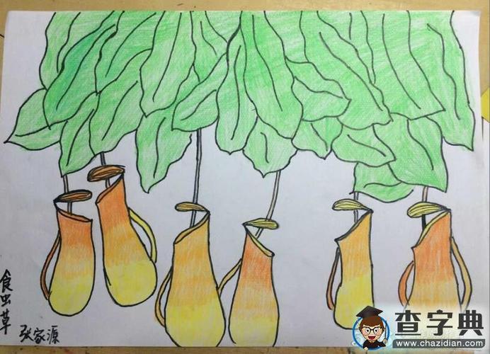 有趣的猪笼草关于植物的儿童画作品欣赏