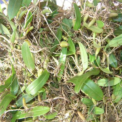 石橄榄的功效与作用石橄榄可以作为中药材治疗疾病