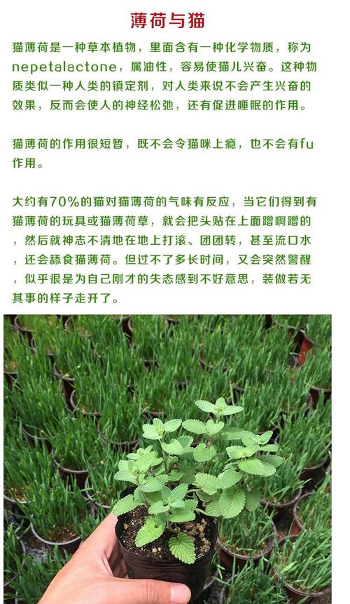 猫草已种好高质量紫花白花猫薄荷草盆栽猫草成品种籽子营养土壤三盆
